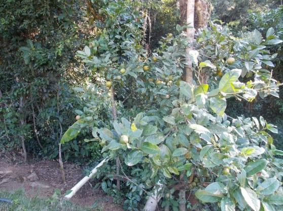 Terreno à venda em Jardim guaçu, São roque cod:59919 - Foto 14