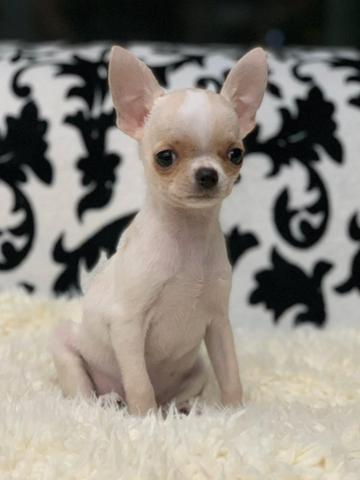 Chihuahua os mais perfeitos Cores raras Whats