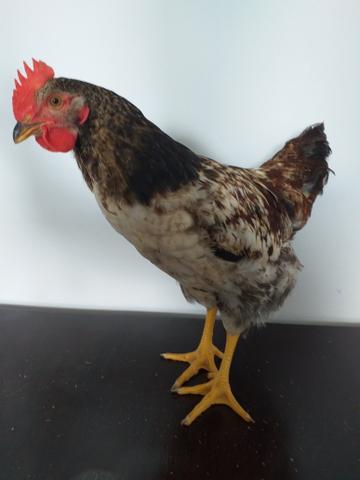 Galo embrapa 051 - Foto 2