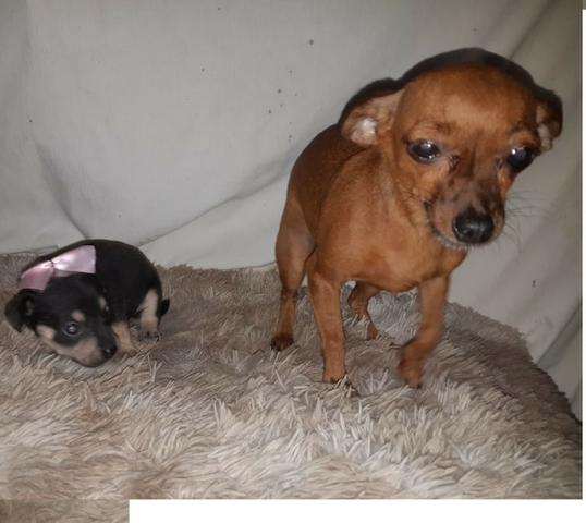 Pinscher zero femea só 300 .chama no whats 9- * entregamos