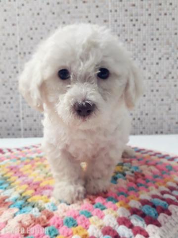 Macho