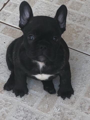 Bulldog