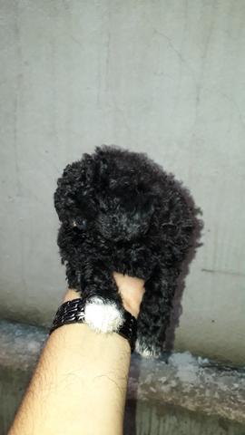 Filhote de poodle toy fêmea preta