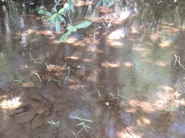 Chácara de 39 hectares em Acorizal ! - Foto 6