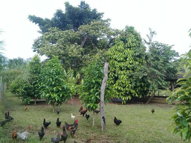 Chácara - Foto 20
