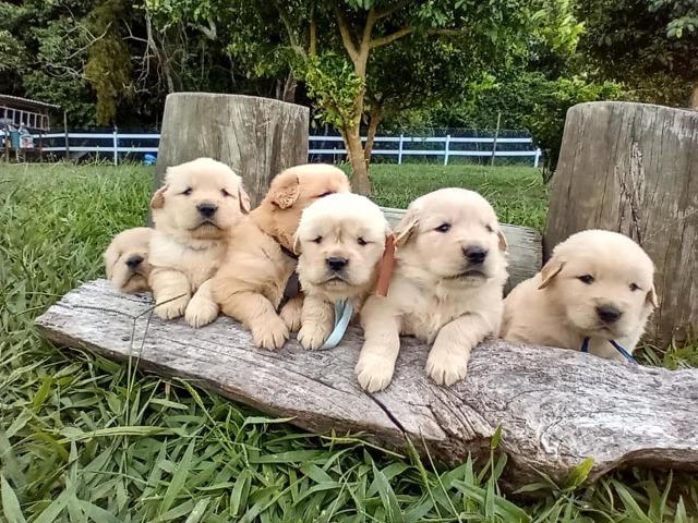 Golden Retriever. Canil Golden Gleam Linhagem Premiada CbKc Desconto de 20% ! - Foto 6