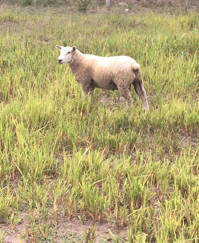 Vendo Cordeiro Texel ( Carneiro )