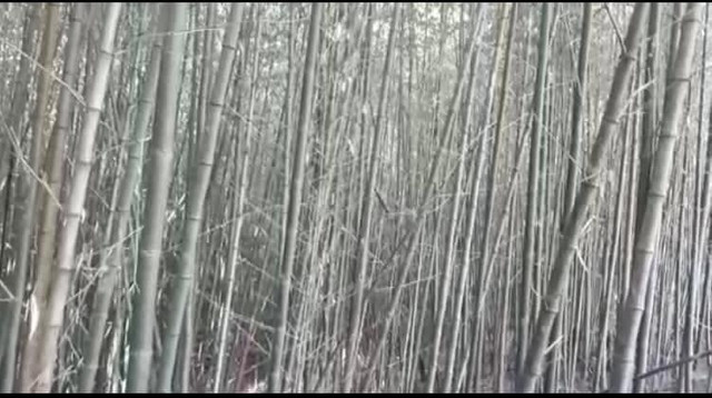 Bambu phyllostachys Edulis - Foto 3