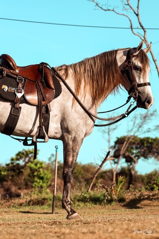 Cavalo Manga Larga Machador 