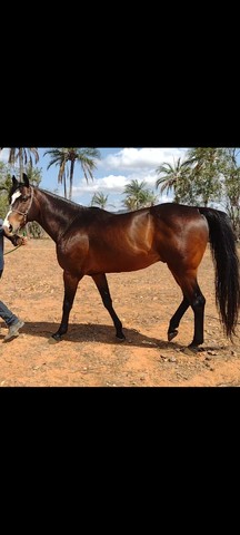 Cavalo Quarto de Milha