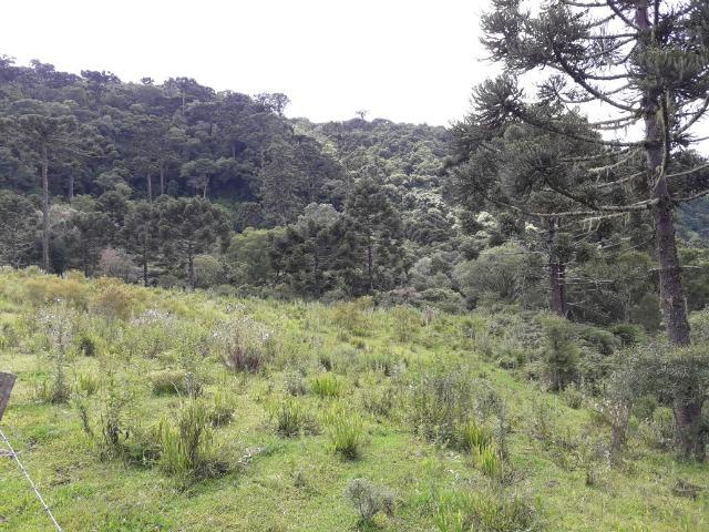 Sitio em Urubici /chácara em Urubici - Foto 2