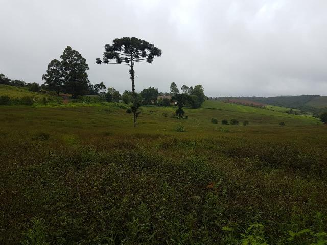 193B/Ótima fazenda de 70 ha bem localizada com ótima altitude e topografia - Foto 7