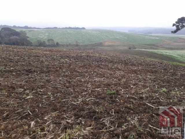 Fazenda Produtiva, Topografia Mecanizada, Propriedade Lindíssima - Foto 5