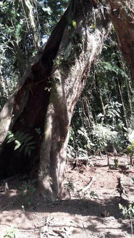 Chácara área rural porteira fechada - Foto 4