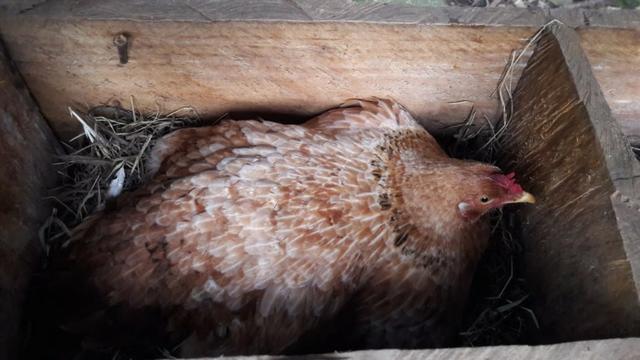 Chácara área rural porteira fechada - Foto 12