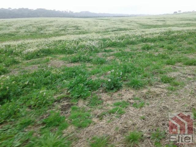 Fazenda Produtiva, Topografia Mecanizada, Propriedade Lindíssima - Foto 10