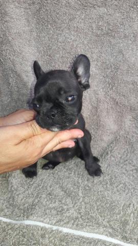 Vendo filhote de bulldogu francês