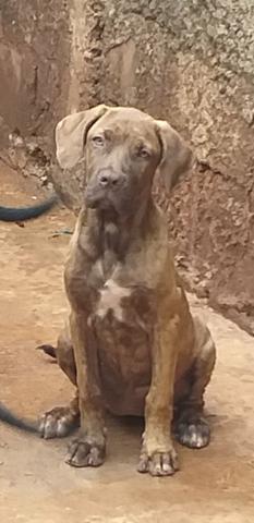 Mastim Napolitano x Pit Bull