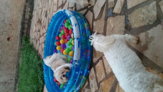 Hospedagem/ Dog Walker/ Pet Sitter Para Cachorros - Foto 3