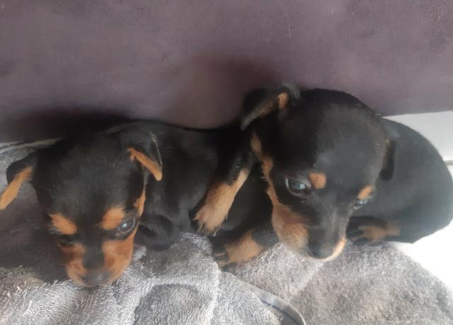 Filhote de pinscher