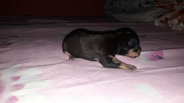 Pinche n1 macho ligitimo - Foto 3