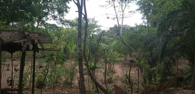 Vende - se está chácara - Foto 3