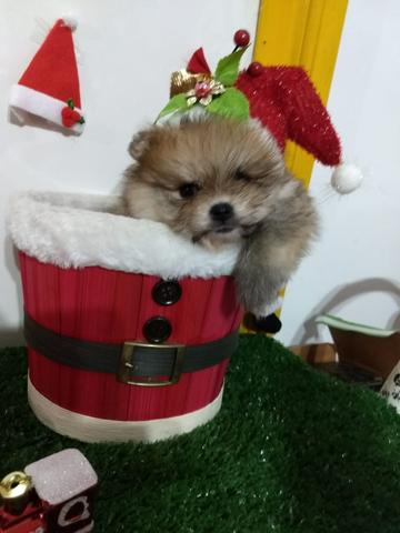 Linda Feminha para quem busca qualidade!!! Sptiz alemã anã!!! Lulu da pomerania!!! - Foto 2
