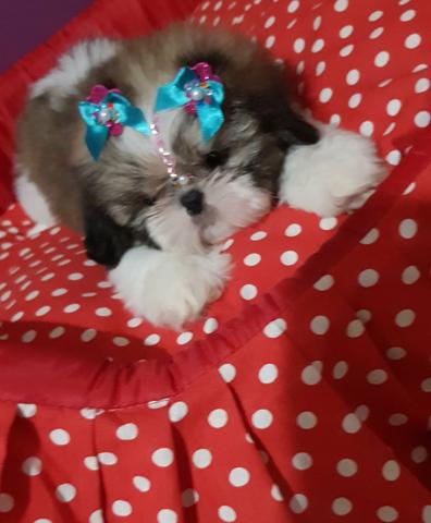Linda Fêmea De Shih Tzu Alto Padrão Disponível!