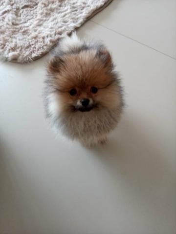 Lulu da Pomerânia Fêmea - Ursinho - Pedigree