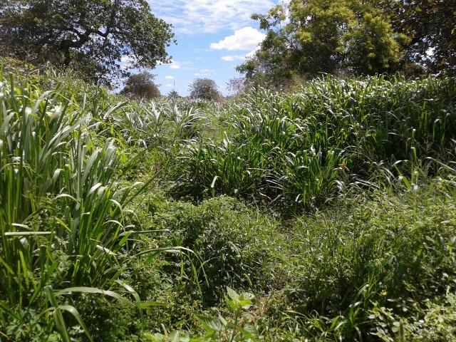 Granja com 8,8 há, duas casas, 2 poços, muito pasto, perto da reta tabajara - Foto 14