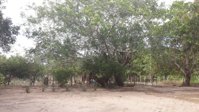 Granja com 10.000 m², vizinha ao Condomínio Fazenda Real I/II, em Macaíba/RN - Foto 6
