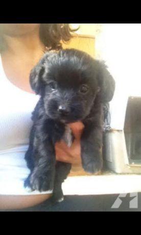 Poodle x maltes. so 180 cada.chama no whats 9- * entregamos - Foto 2