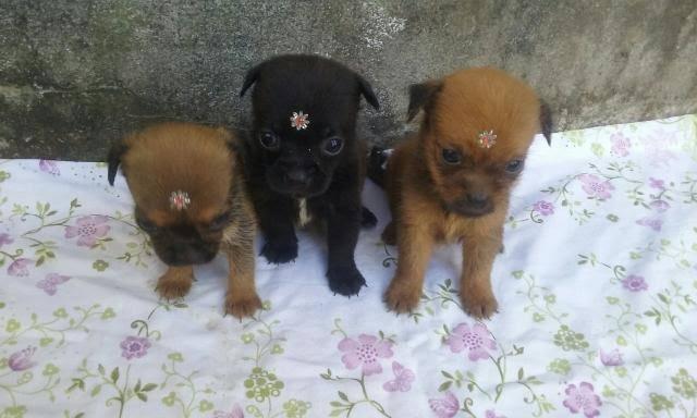 Poodle x Cocker 120 cada.chama no whats 9- * entregamos - Foto 3