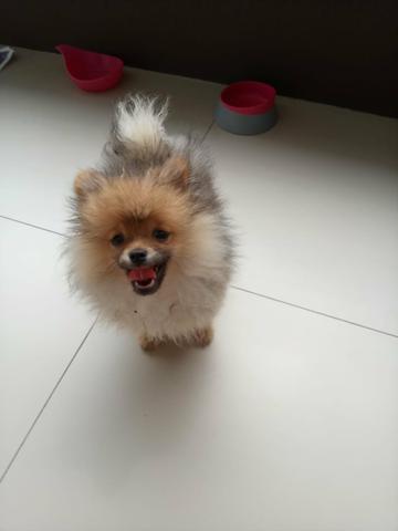 Lulu da Pomerânia Fêmea - Ursinho - Pedigree - Foto 5