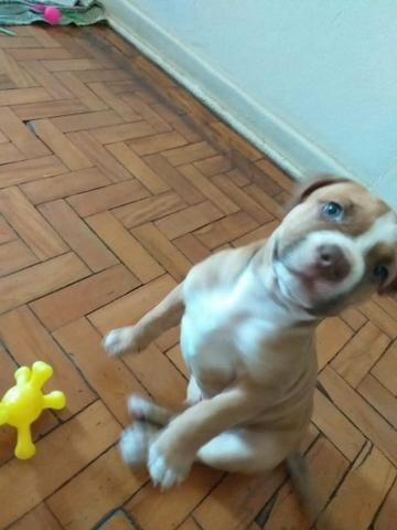 Filhote de pitbull