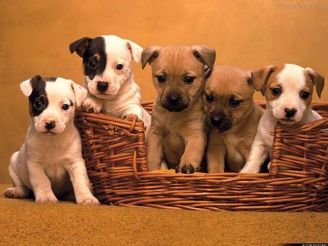 Labrador x Pastor . so 120 cada.chama no whats 9- * entregamos