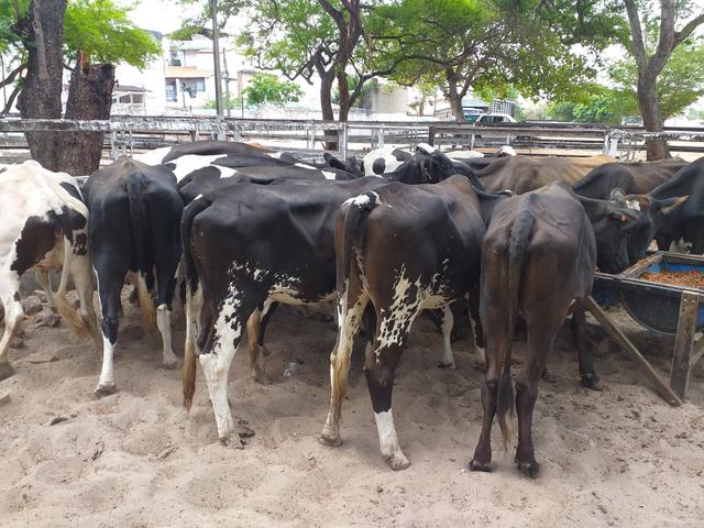 Novilhas Leiteiras na Expoece Fortaleza 2019 - Foto 3