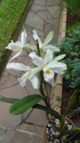 Orquídea Laelia Purpurata - Foto 3