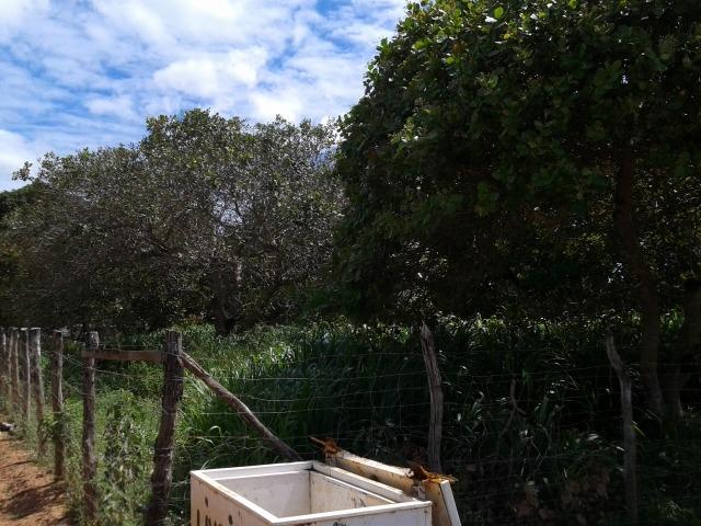 Granja com 8,8 há, duas casas, 2 poços, muito pasto, perto da reta tabajara - Foto 11