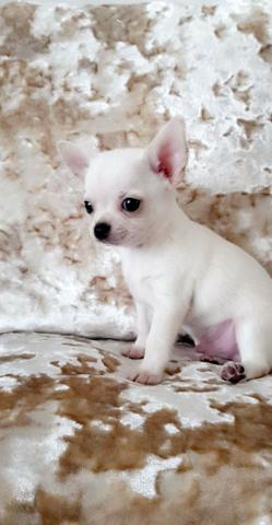 Filhotinhos de Chihuahua macho e fêmea lindas cores * - Foto 2