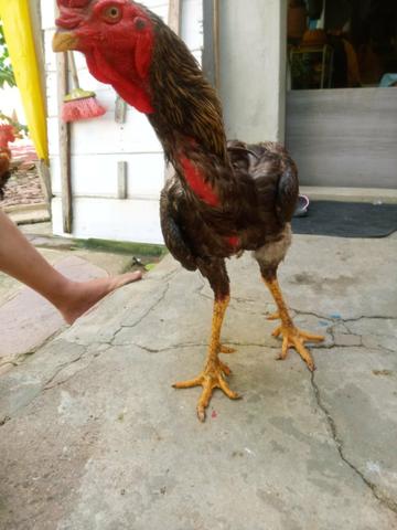 Galo índio gigante - Foto 2