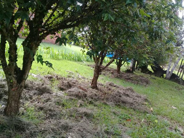 Chácara - Foto 4