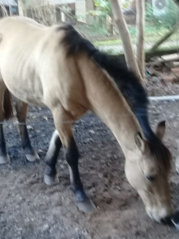 Vendo cavalo crioulo