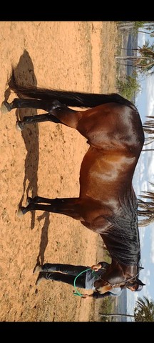 Cavalo Quarto de Milha