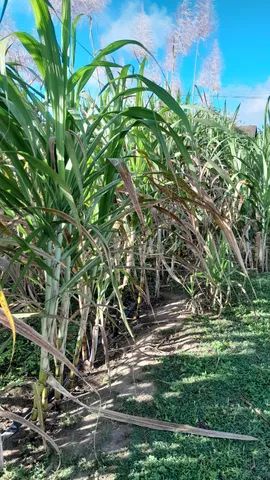 Casa com  Salão de Festas e piscina em Gravatá   - Foto 14