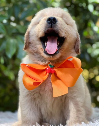 Filhotes de Golden Retriever - RN - Cachorros e acessórios - Tirol, Natal 1149916937 | OLX Filhotes de Golden Retriever - RN - Cachorros e acessórios - Tirol, Natal 1149916937 | OLX
