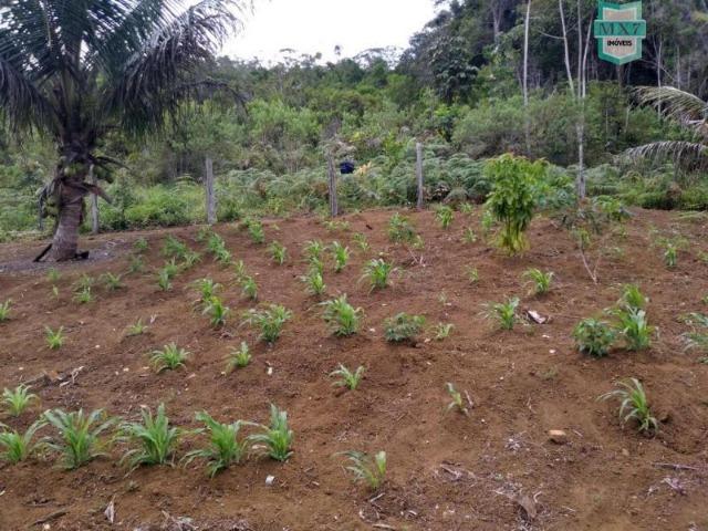 Maraú. Fazenda de 710 Hectares com diversas atividades de produção e rica em água - Foto 5