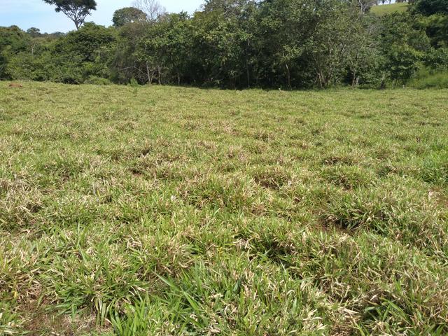 Chácara de 1 alqueire entre Ouro Verde e Petrolina, com muita água - Foto 19