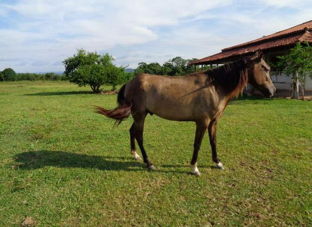 Ótima Fazenda a 50km de Cuiabá com 660ha - Foto 3