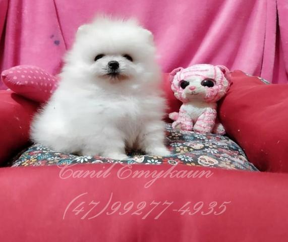 Spitz Alemão- Fêmea - Branco - Foto 3